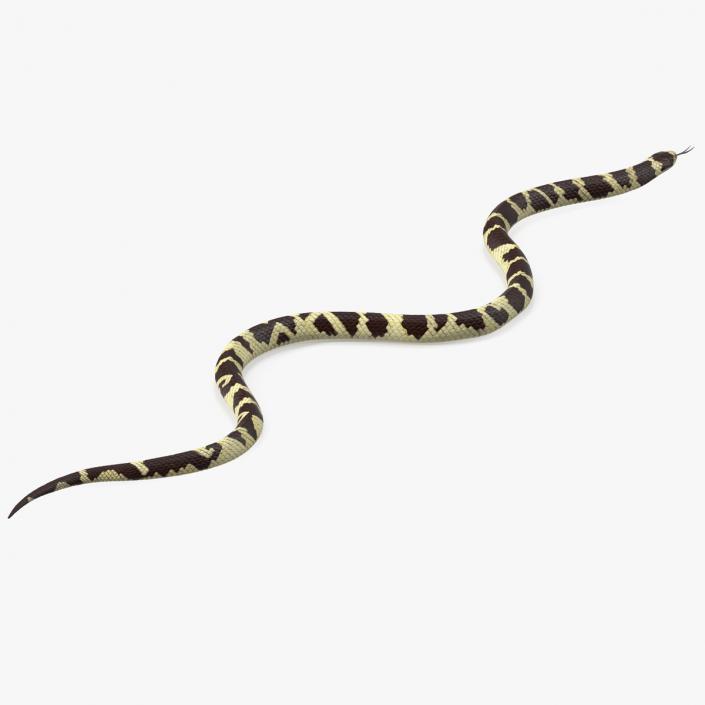 3D California Kingsnake Rigged for Maya