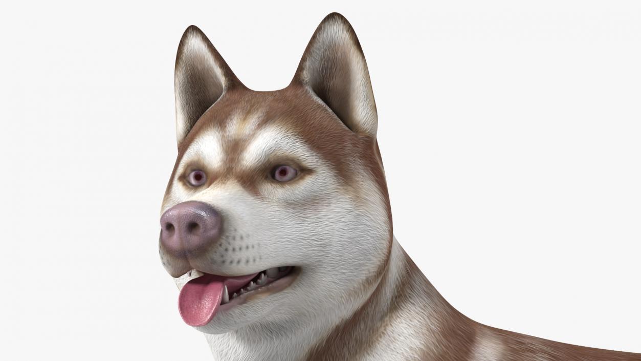 3D model Siberian Husky Copper Standing Pose