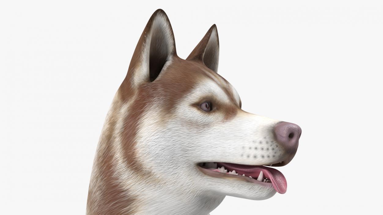 3D model Siberian Husky Copper Standing Pose