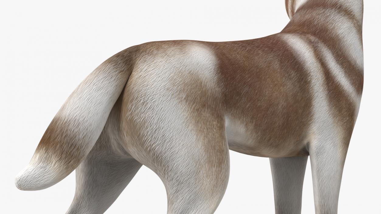 3D model Siberian Husky Copper Standing Pose