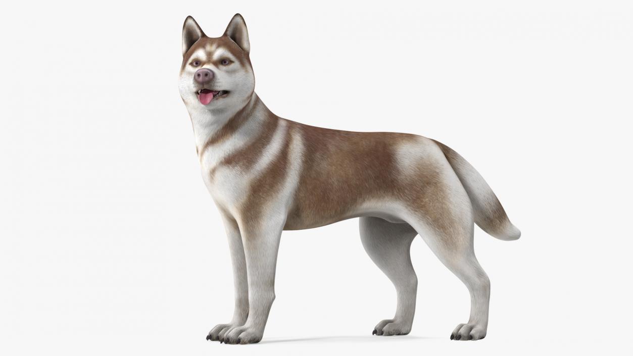 3D model Siberian Husky Copper Standing Pose