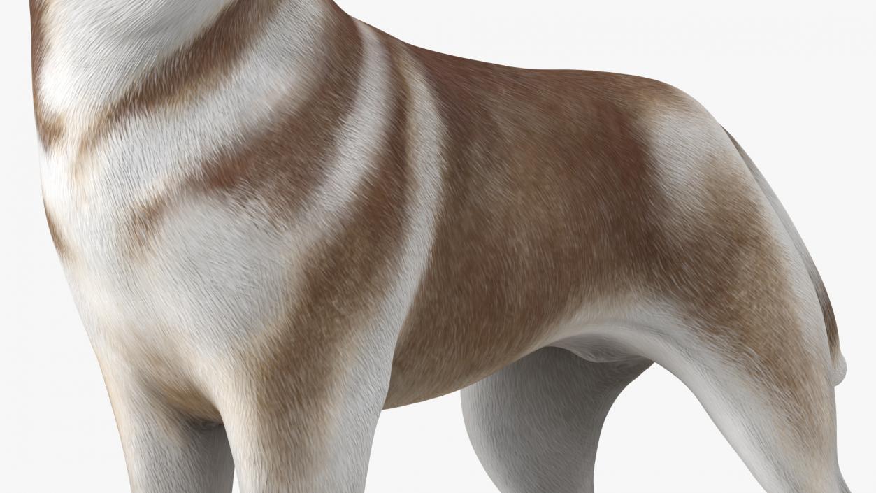 3D model Siberian Husky Copper Standing Pose