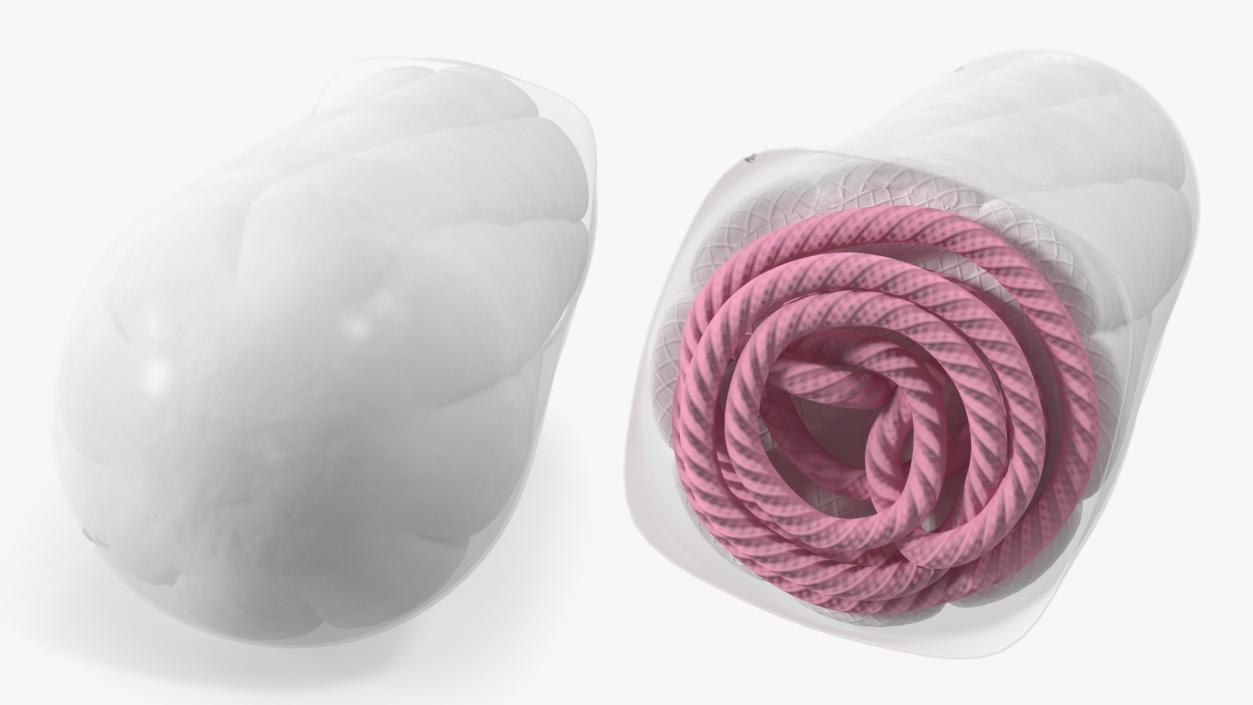 3D Packed Menstrual Tampon model