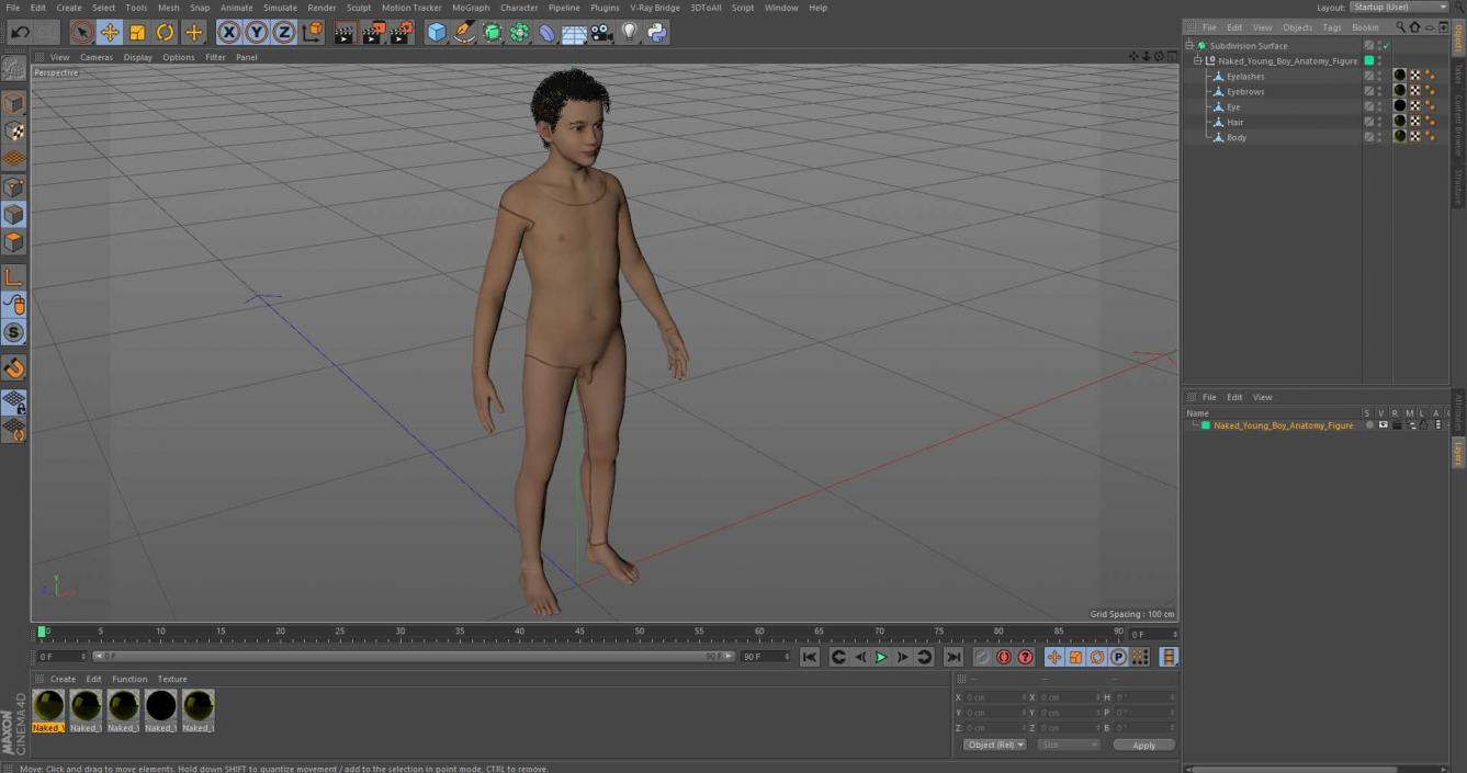 3D model Naked Young Boy Anatomy Figure