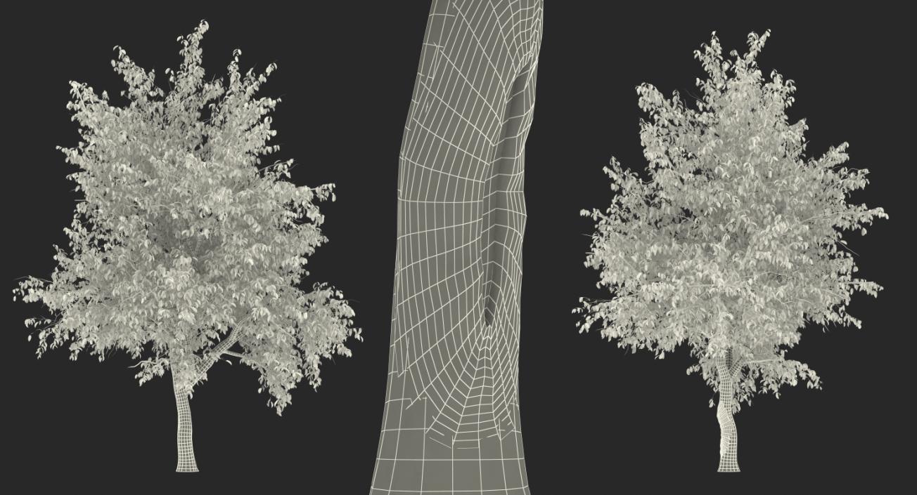 3D Summer Pear Tree