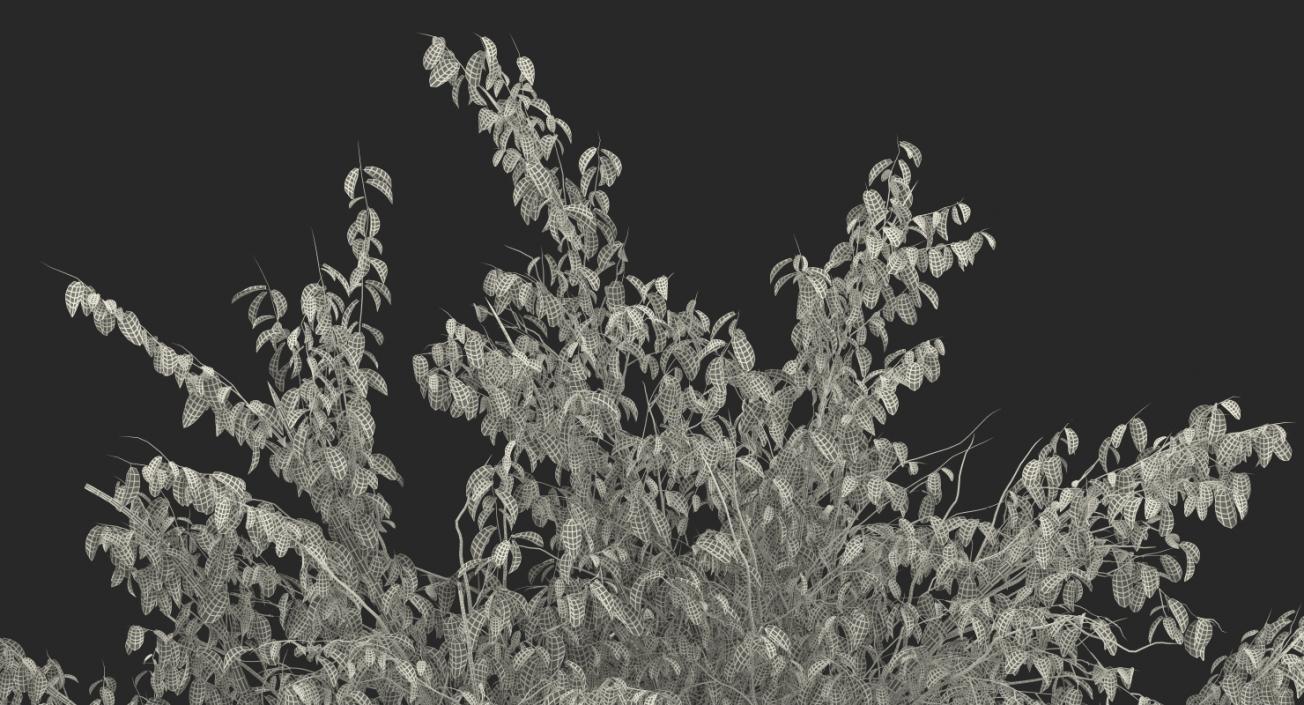 3D Summer Pear Tree