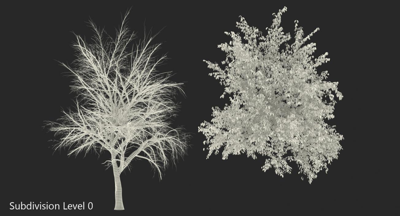 3D Summer Pear Tree