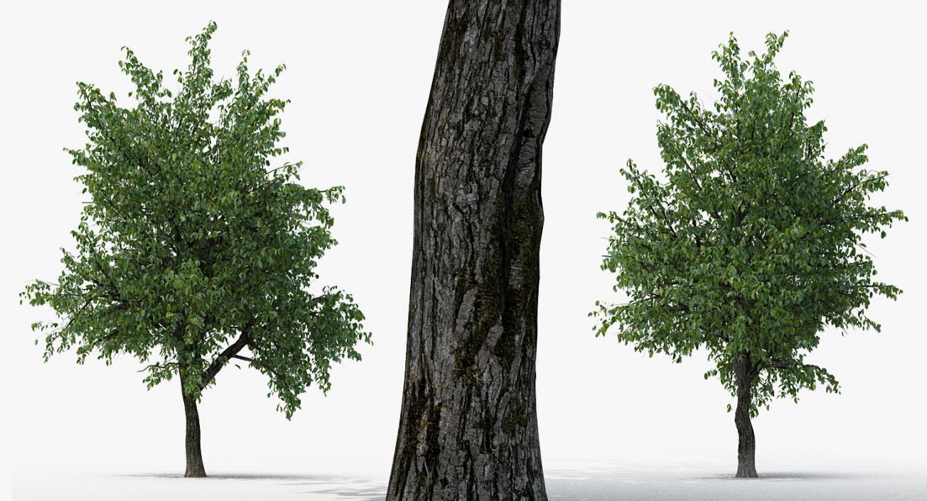 3D Summer Pear Tree