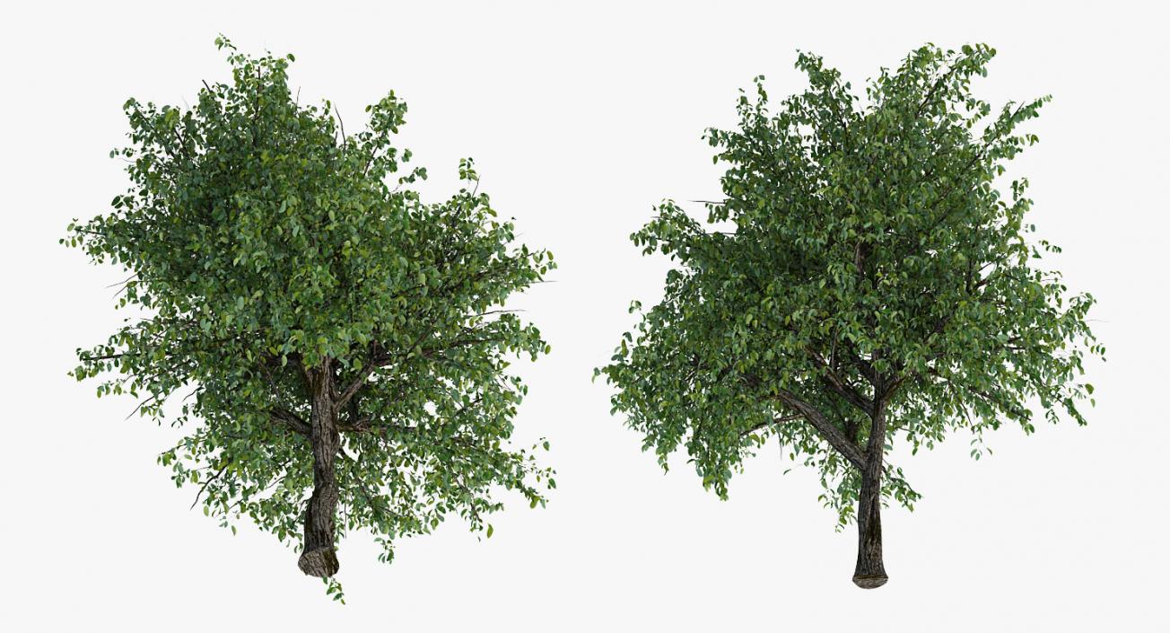 3D Summer Pear Tree