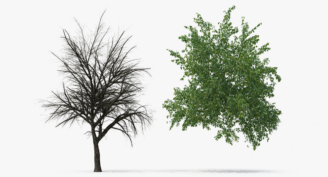 3D Summer Pear Tree