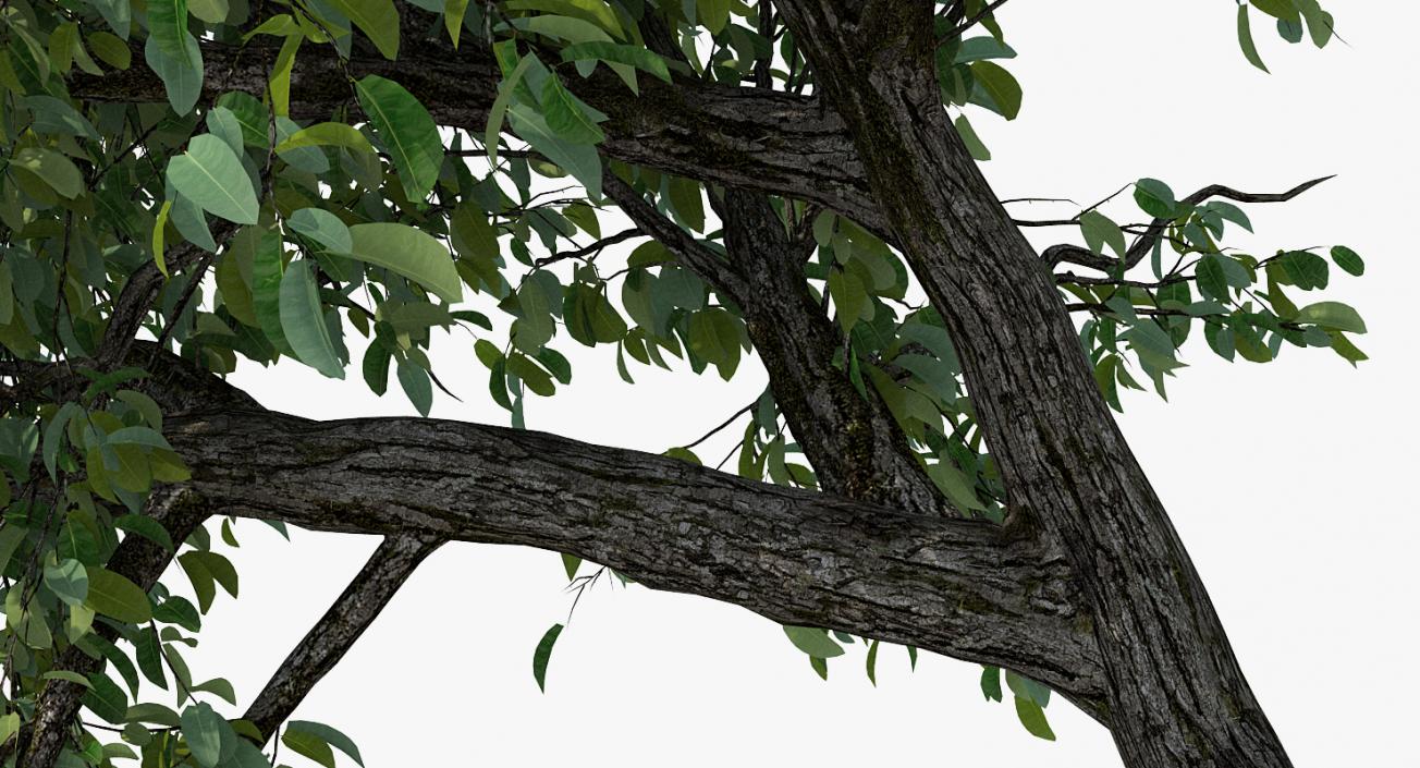 3D Summer Pear Tree