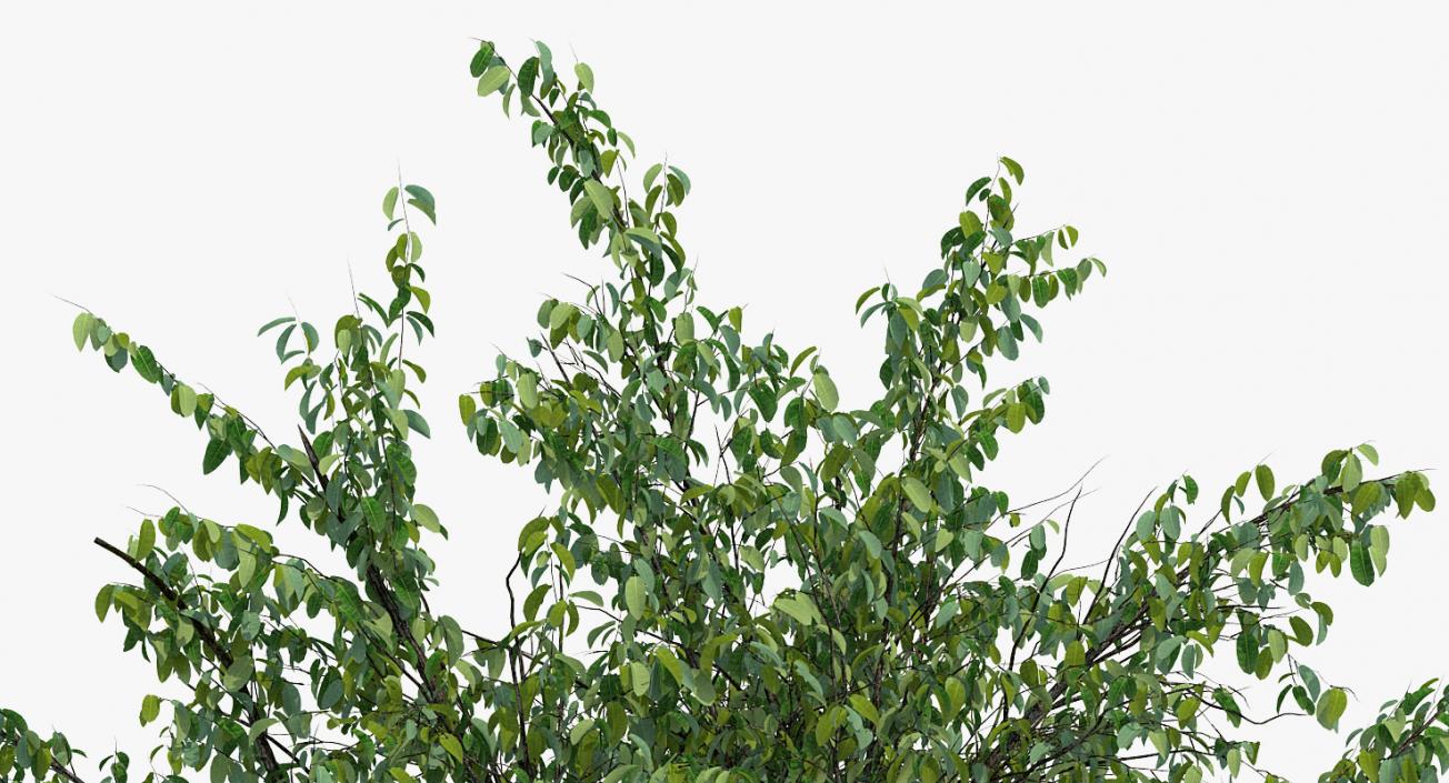 3D Summer Pear Tree