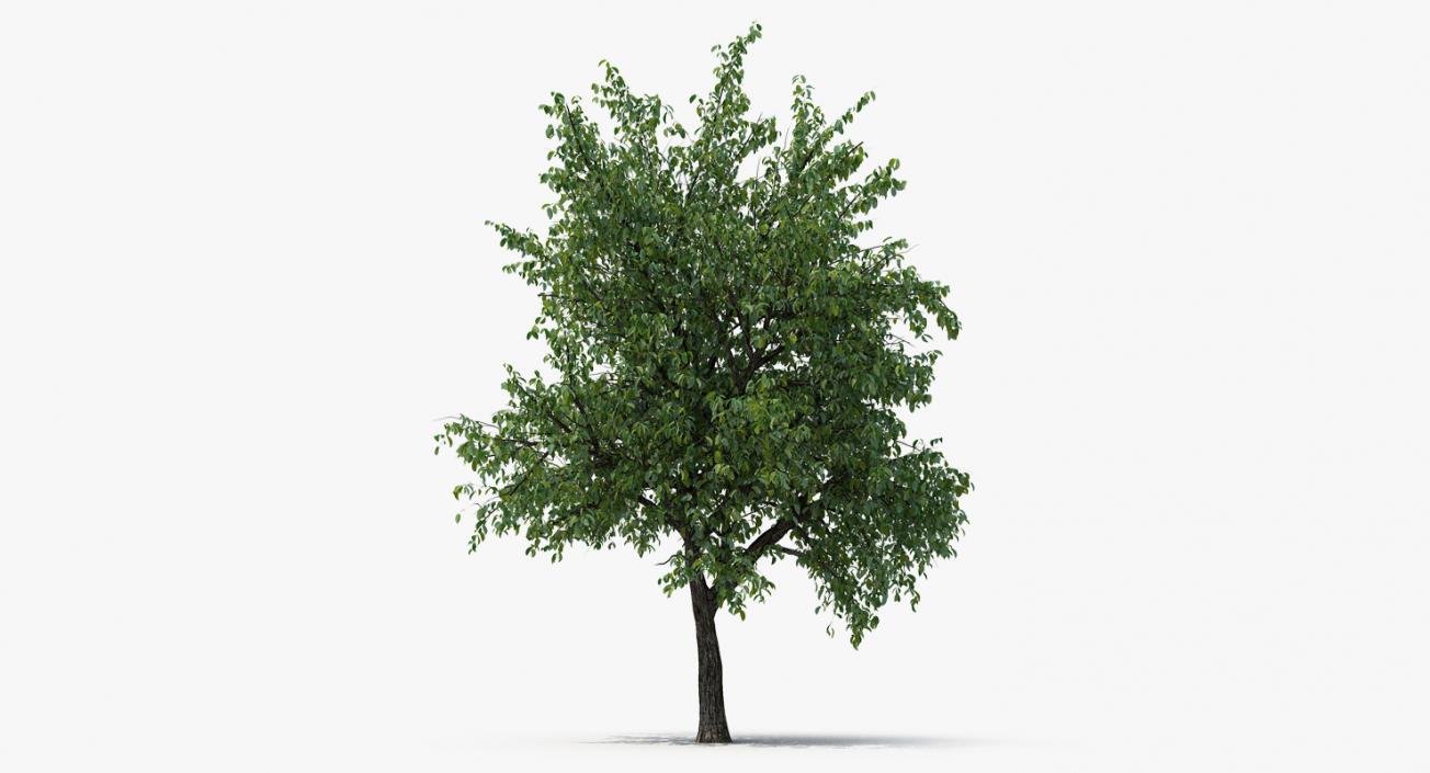 3D Summer Pear Tree