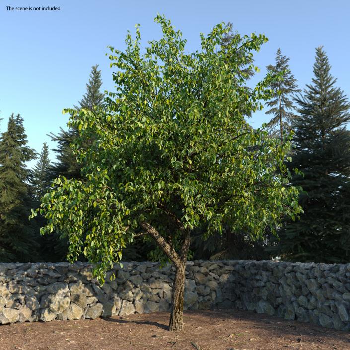 3D Summer Pear Tree