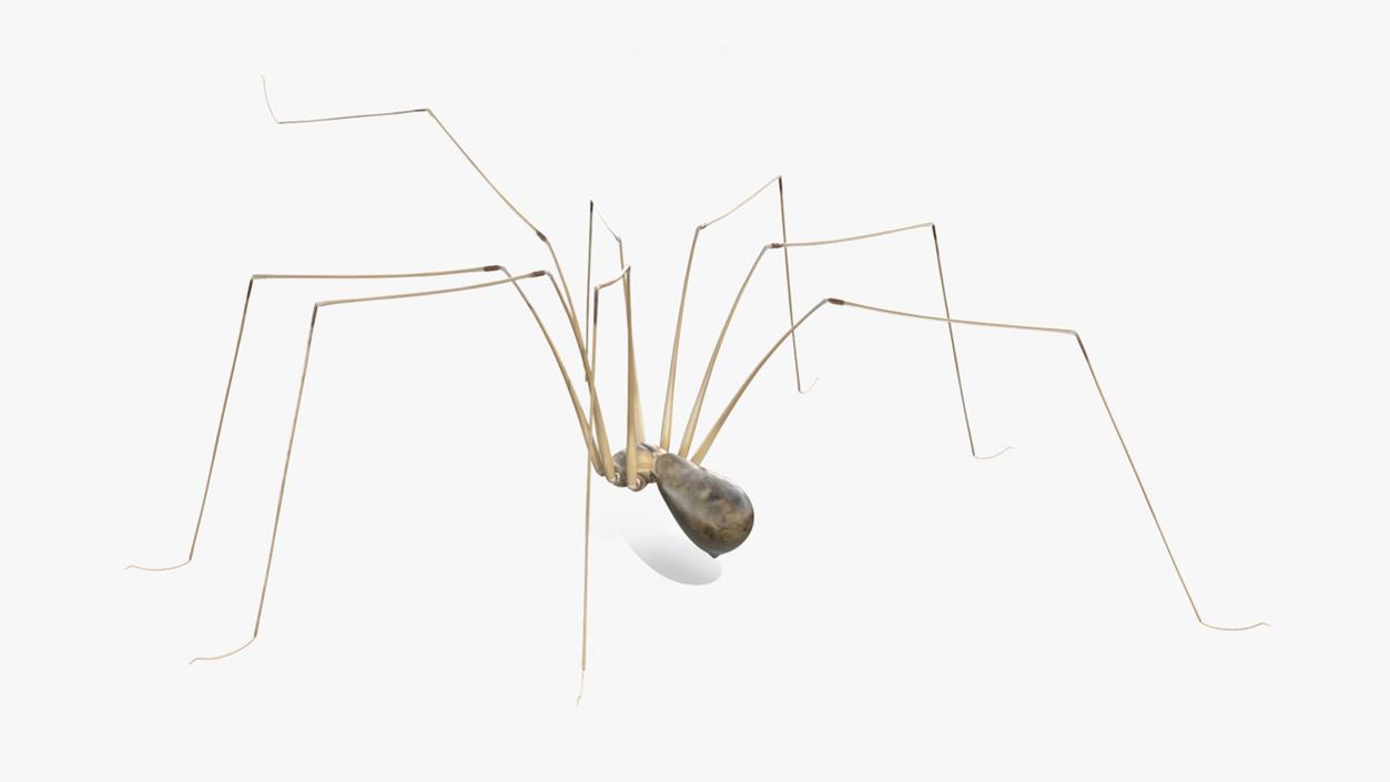 Long-legged House Spider Rigged for Cinema 4D 2 3D