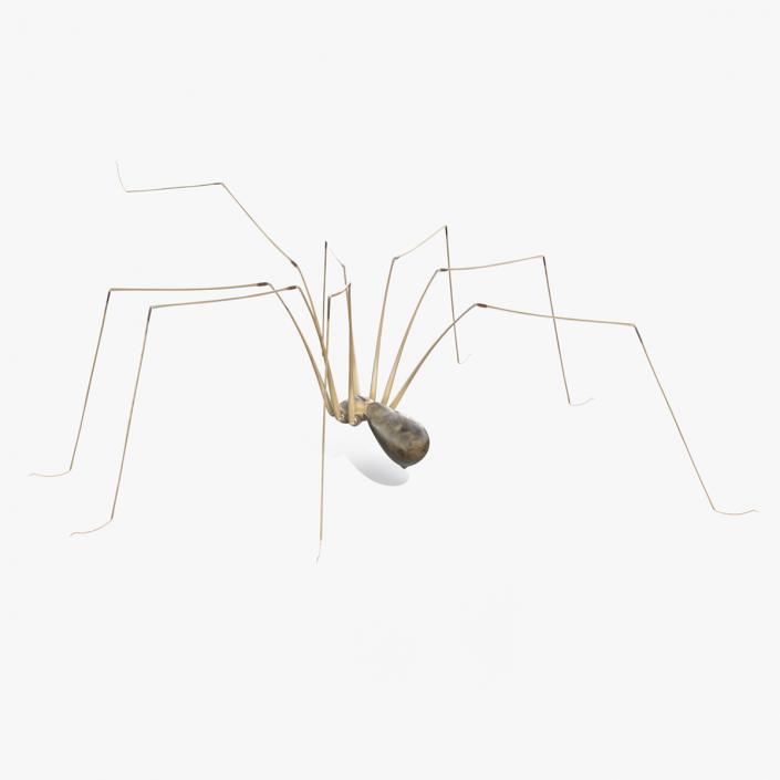 Long-legged House Spider Rigged for Cinema 4D 2 3D