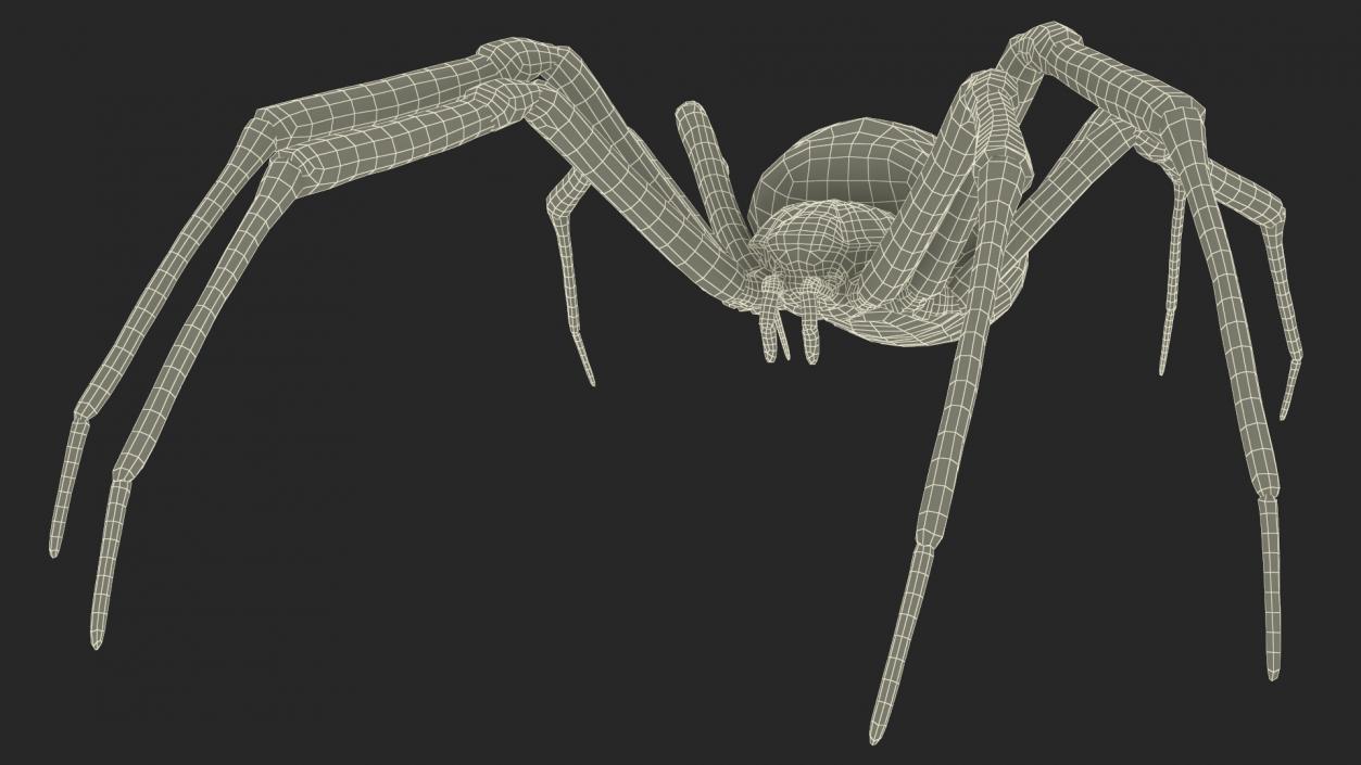 Argiope Trifasciata Spider Rigged for Cinema 4D 3D