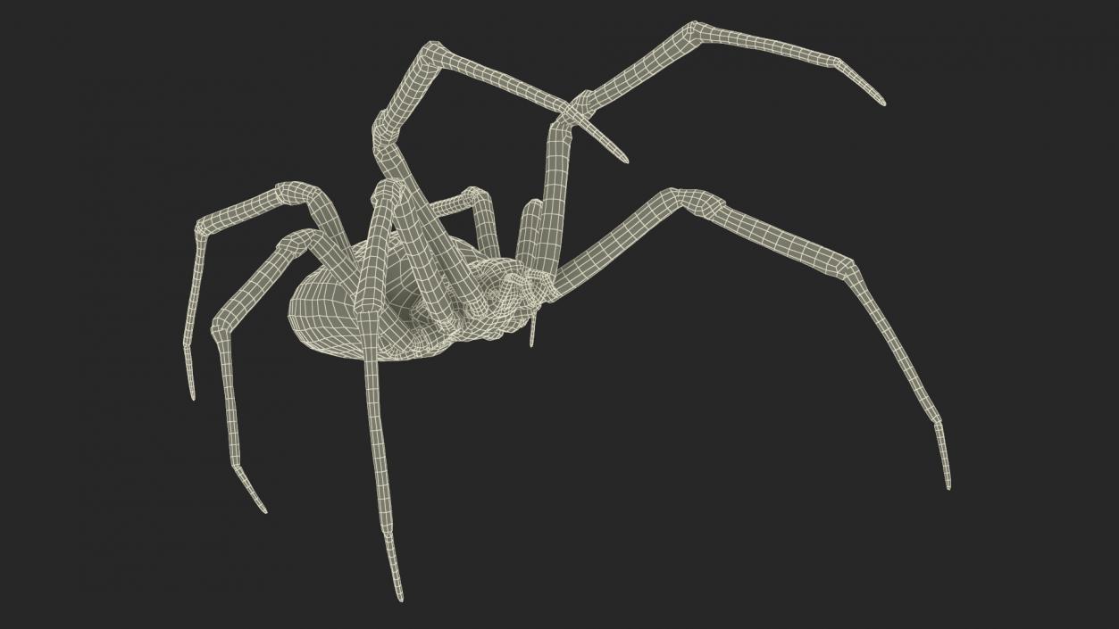 Argiope Trifasciata Spider Rigged for Cinema 4D 3D