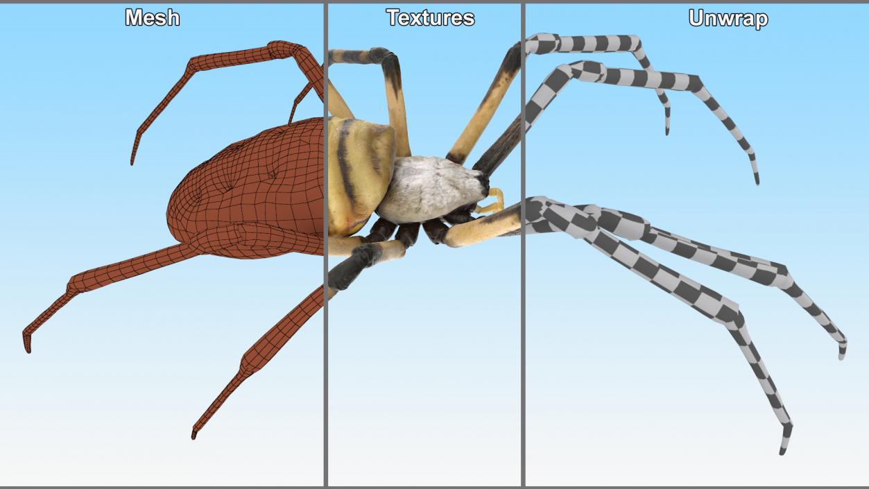 Argiope Trifasciata Spider Rigged for Cinema 4D 3D