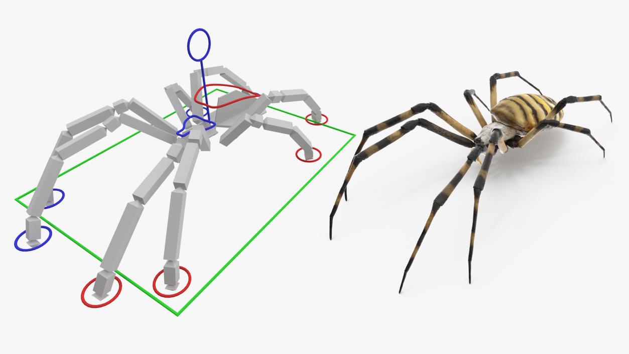 Argiope Trifasciata Spider Rigged for Cinema 4D 3D