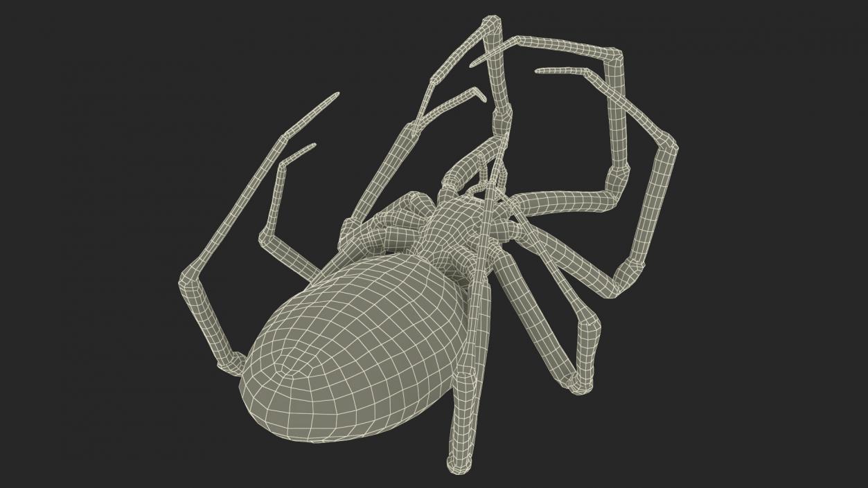 Argiope Trifasciata Spider Rigged for Cinema 4D 3D