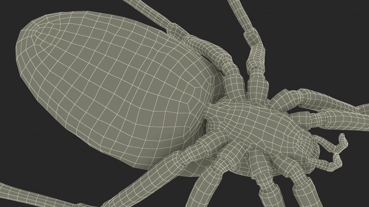 Argiope Trifasciata Spider Rigged for Cinema 4D 3D