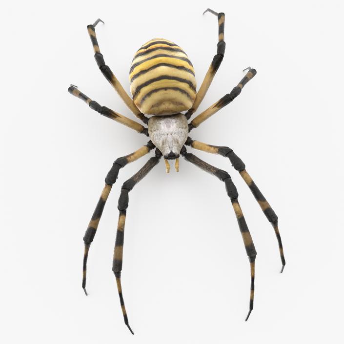 Argiope Trifasciata Spider Rigged for Cinema 4D 3D