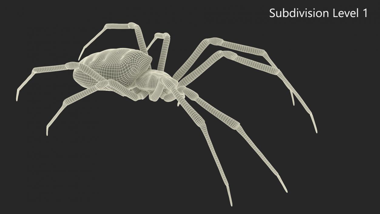 Argiope Trifasciata Spider Rigged for Cinema 4D 3D