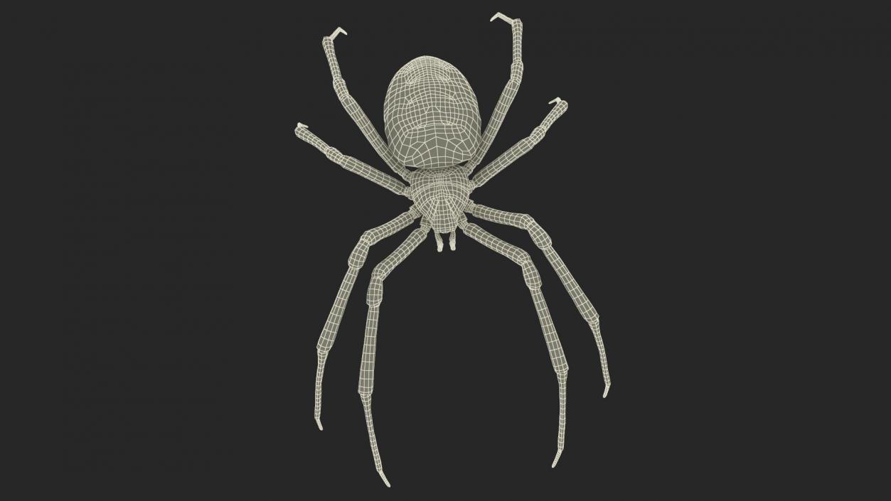 Argiope Trifasciata Spider Rigged for Cinema 4D 3D