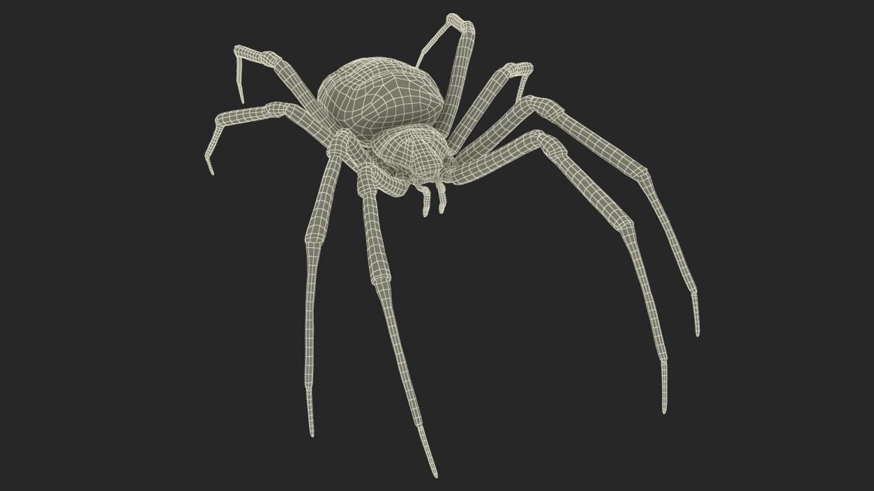 Argiope Trifasciata Spider Rigged for Cinema 4D 3D