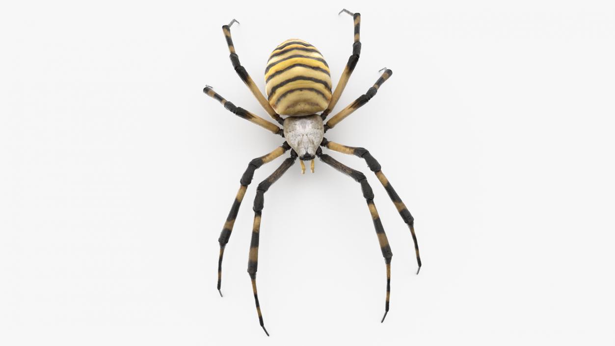 Argiope Trifasciata Spider Rigged for Cinema 4D 3D