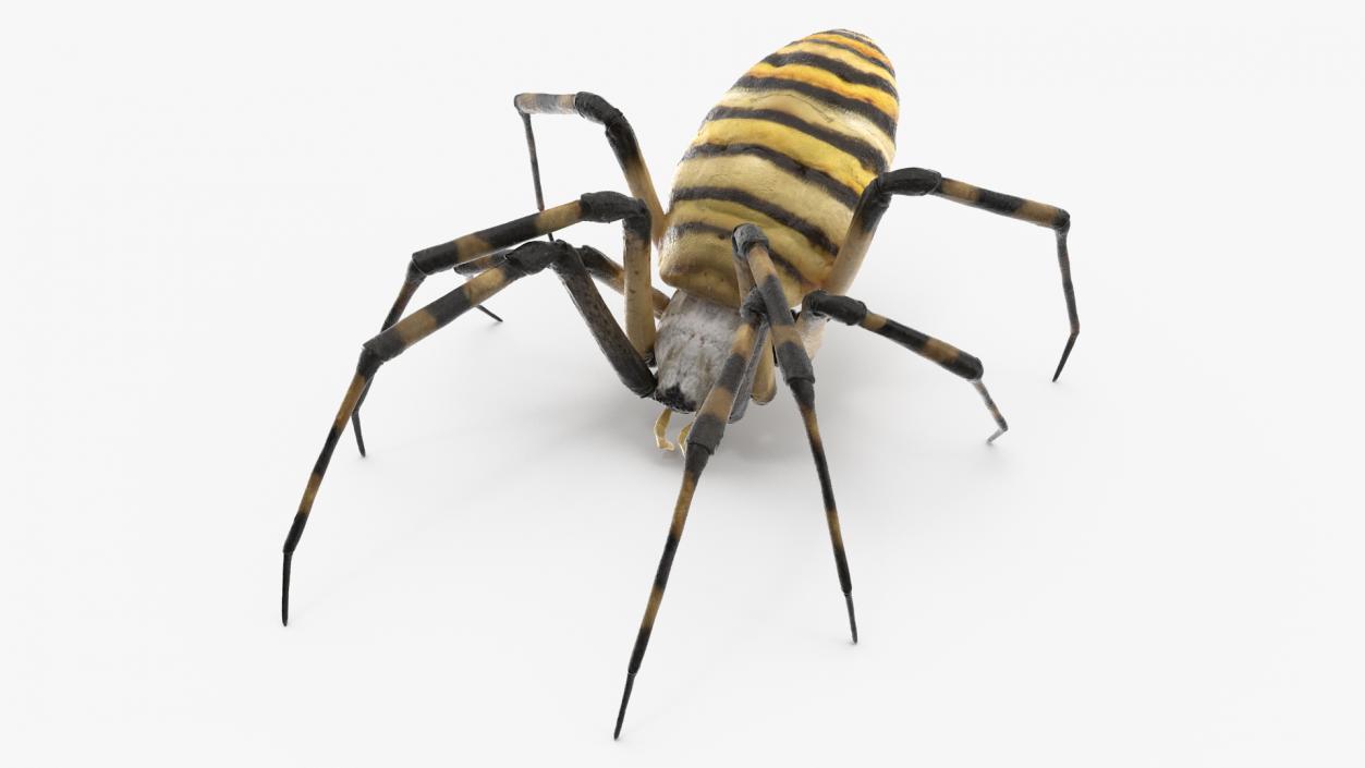 Argiope Trifasciata Spider Rigged for Cinema 4D 3D