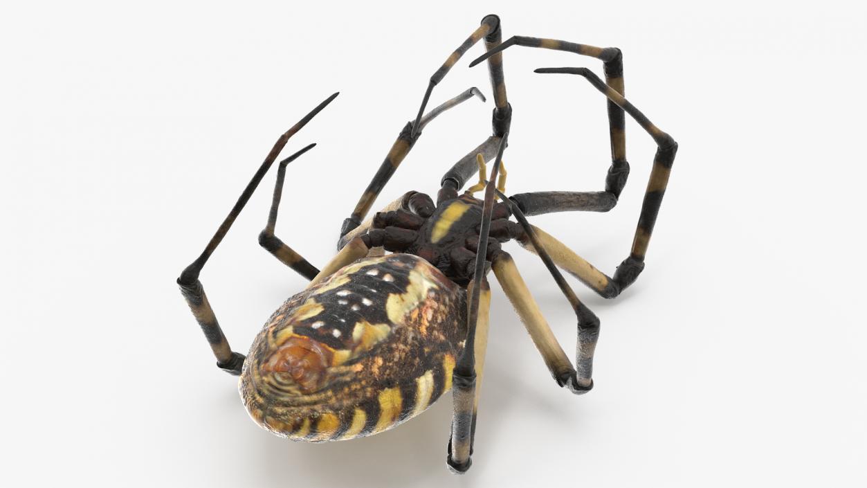 Argiope Trifasciata Spider Rigged for Cinema 4D 3D