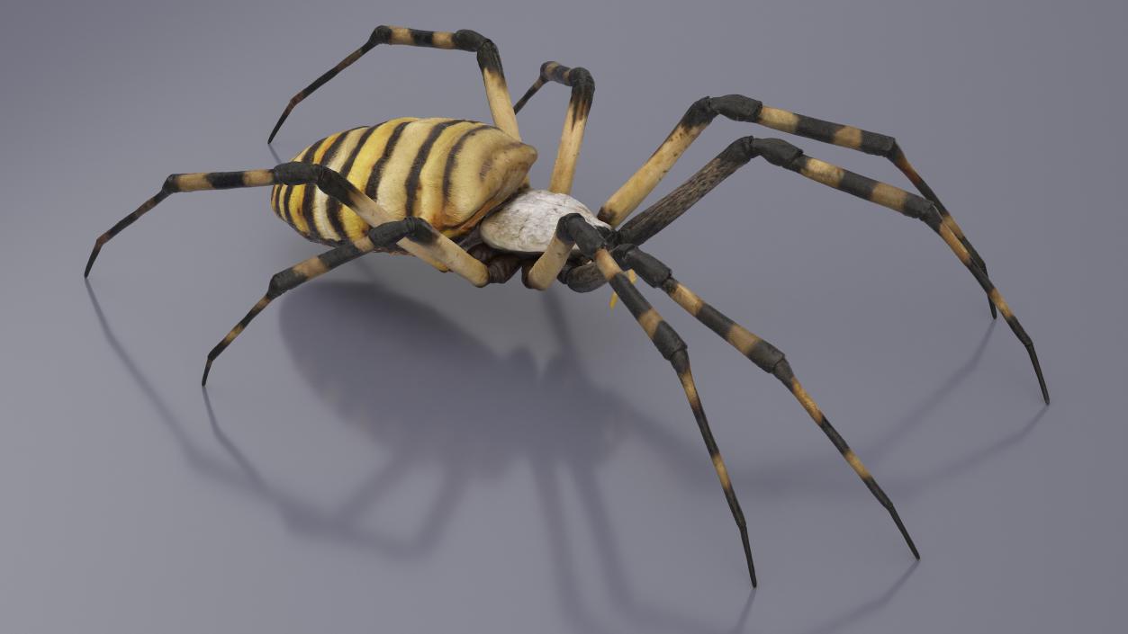 Argiope Trifasciata Spider Rigged for Cinema 4D 3D