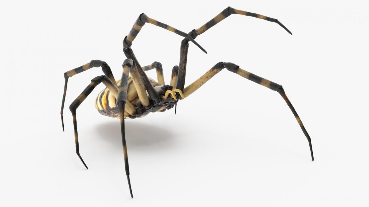 Argiope Trifasciata Spider Rigged for Cinema 4D 3D