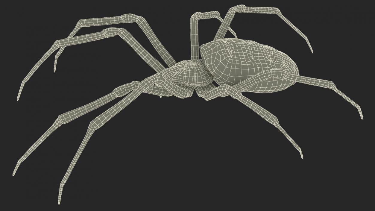 Argiope Trifasciata Spider Rigged for Cinema 4D 3D