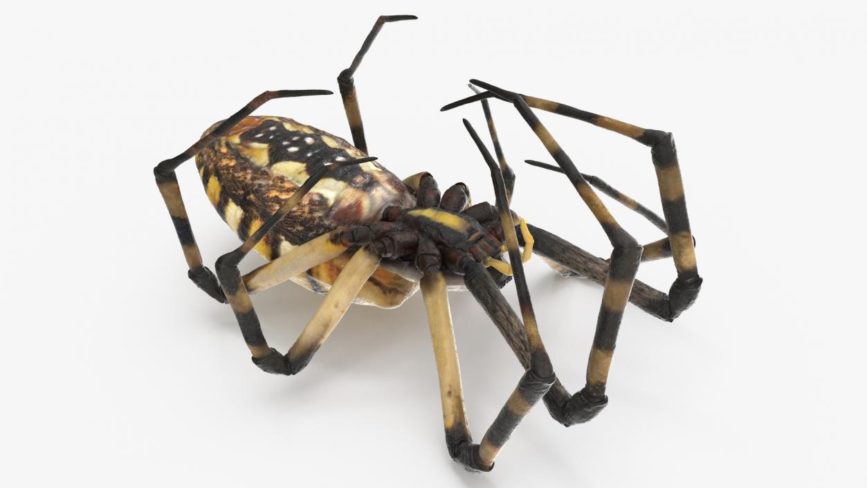 Argiope Trifasciata Spider Rigged for Cinema 4D 3D