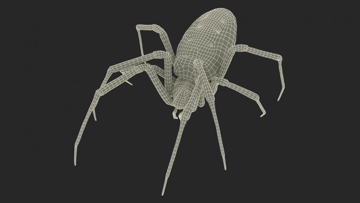 Argiope Trifasciata Spider Rigged for Cinema 4D 3D