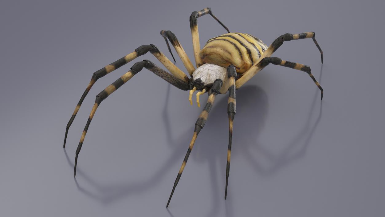 Argiope Trifasciata Spider Rigged for Cinema 4D 3D