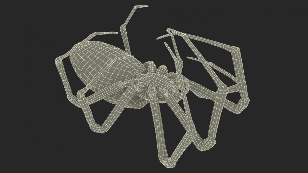 Argiope Trifasciata Spider Rigged for Cinema 4D 3D