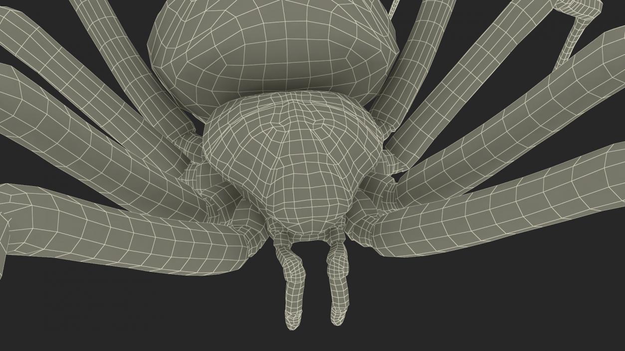 Argiope Trifasciata Spider Rigged for Cinema 4D 3D