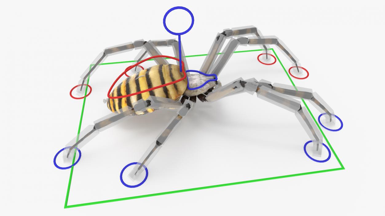 Argiope Trifasciata Spider Rigged for Cinema 4D 3D