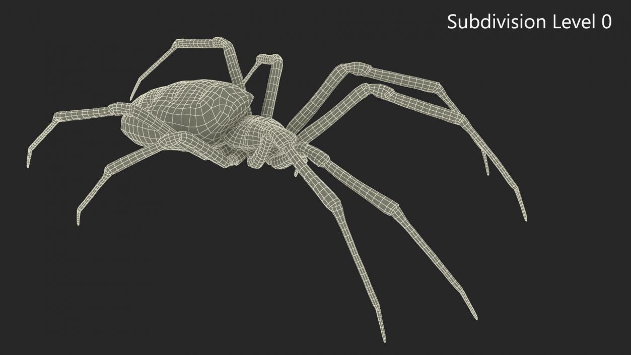 Argiope Trifasciata Spider Rigged for Cinema 4D 3D