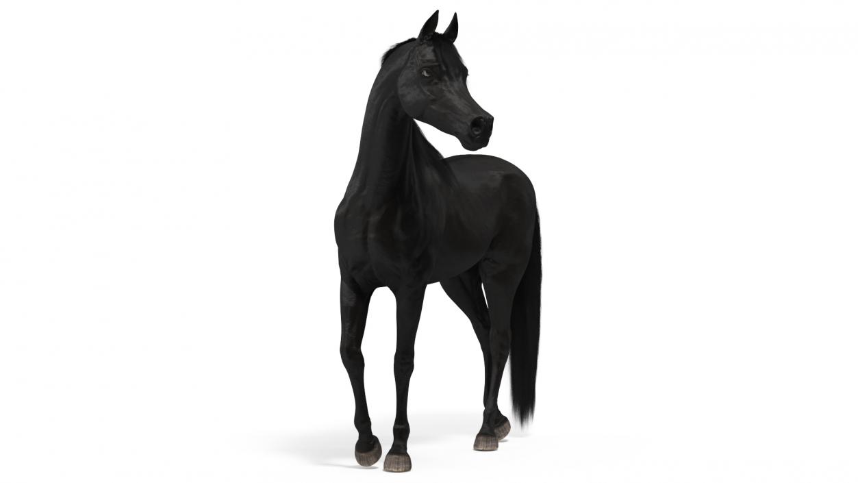 3D model Arabian Horse Black Fur Rigged