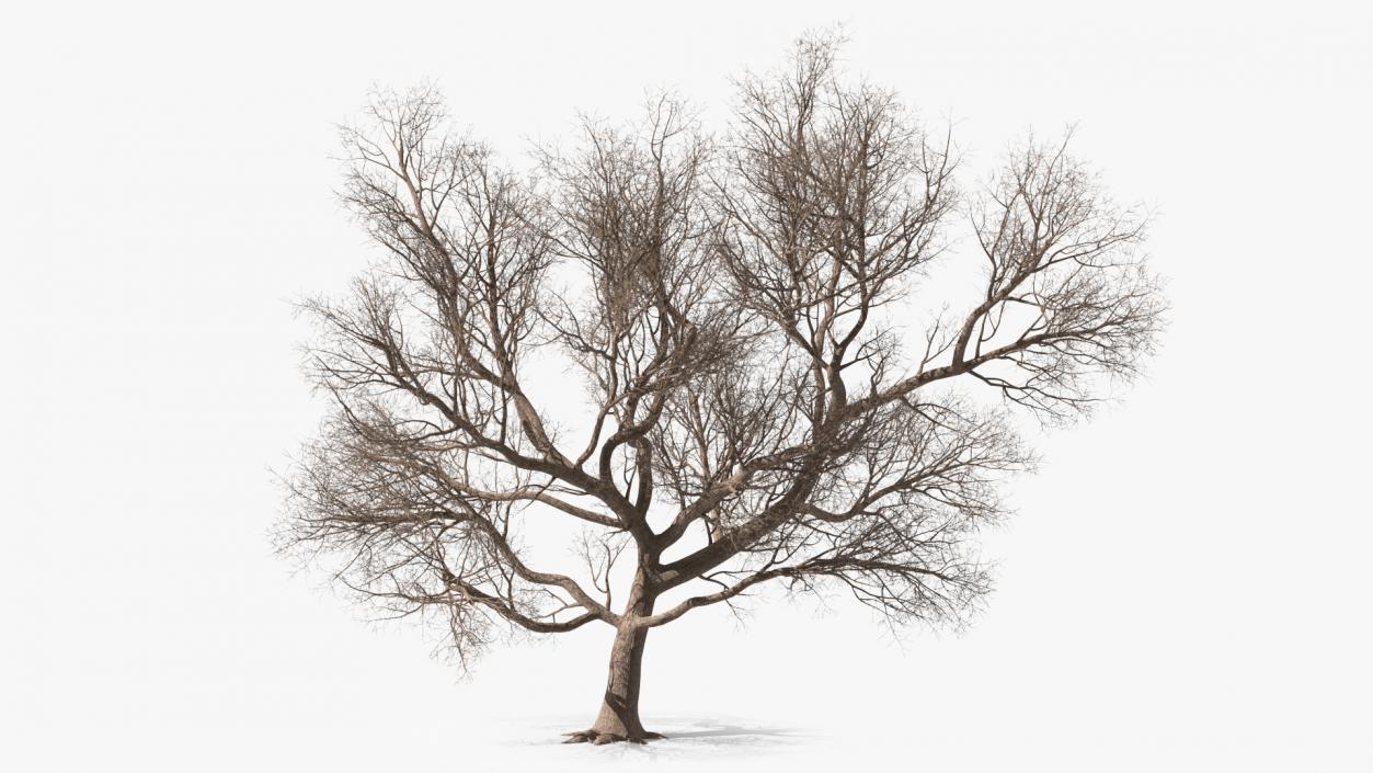 3D Big Bare Tree model