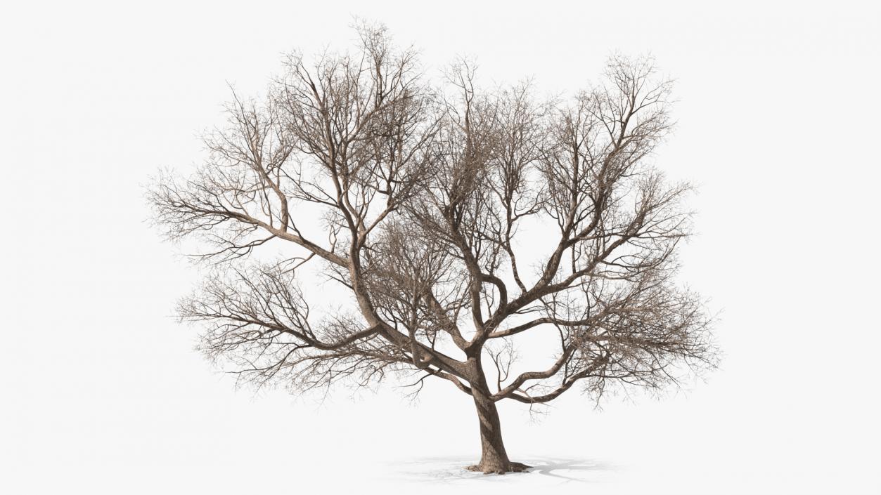 3D Big Bare Tree model