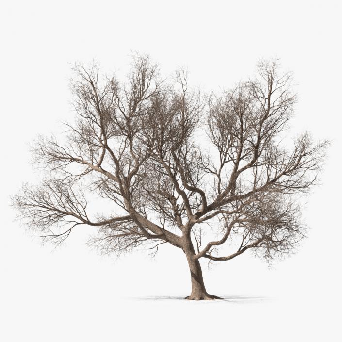 3D Big Bare Tree model