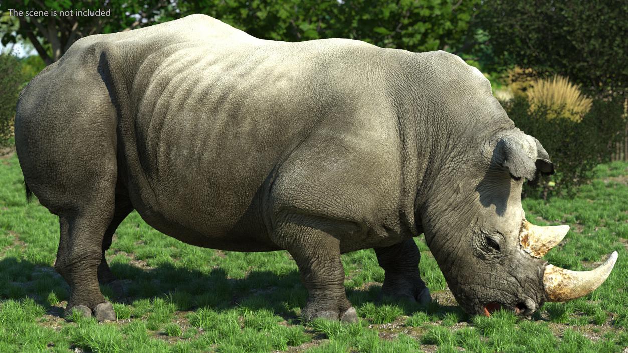 Adult Rhino Drinking Pose Fur 3D model