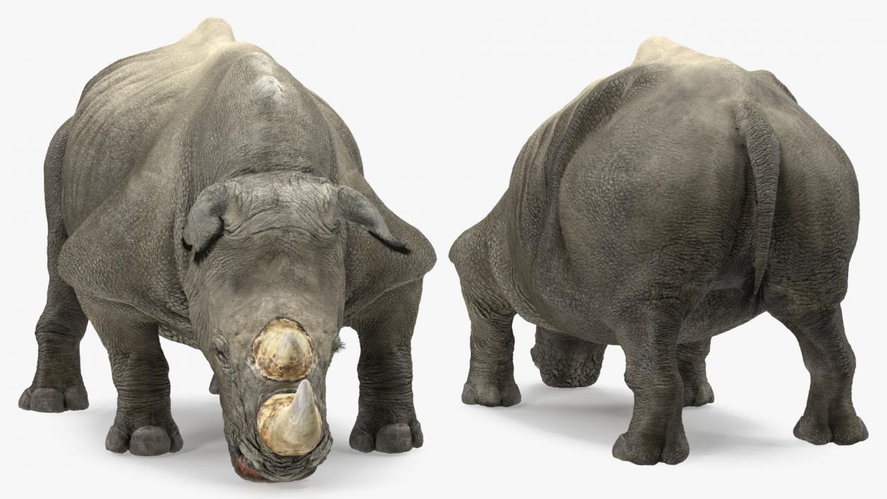 Adult Rhino Drinking Pose Fur 3D model