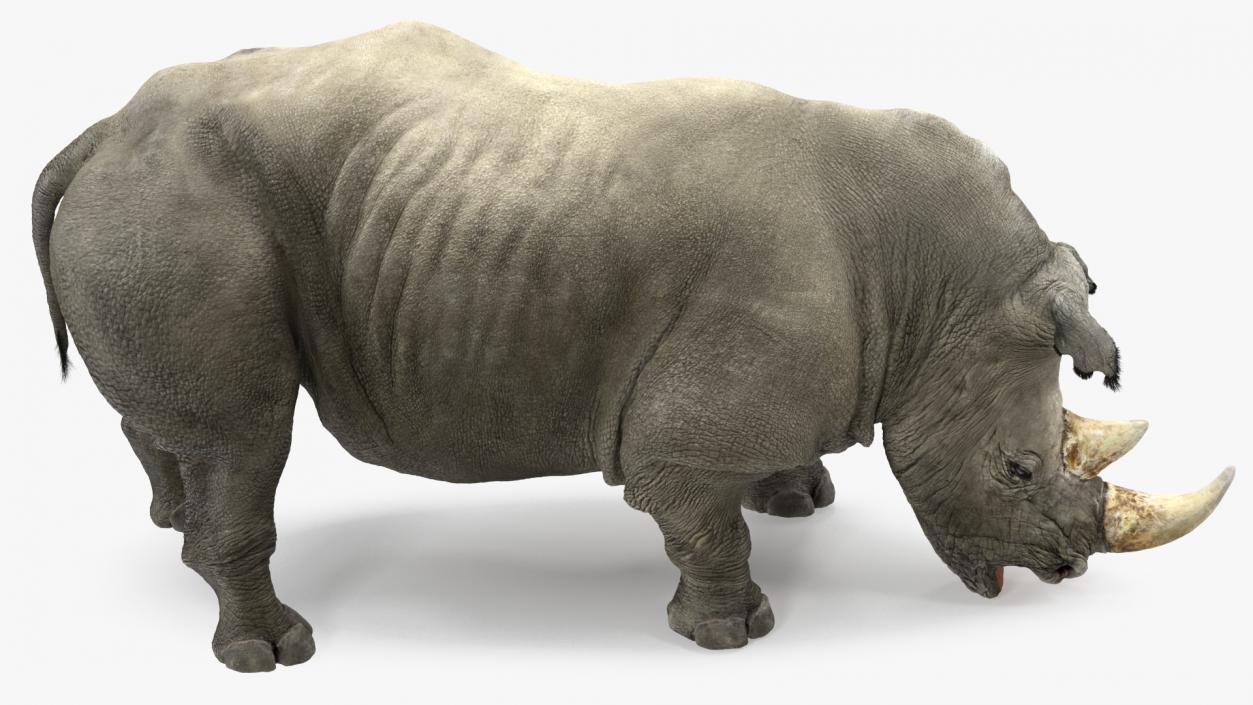 Adult Rhino Drinking Pose Fur 3D model